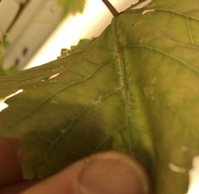 Research - treated leaf